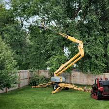 How Our Tree Care Process Works  in  Lemoyne, PA